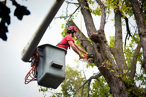 Professional Tree Removal in Campbellsport, WI